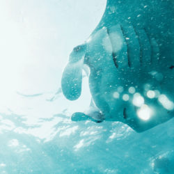 Manta Nusa Penida