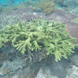 Nusa Penida coral