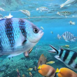 Nusa Penida Snorkeling