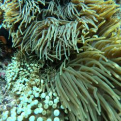 Snorkeling Nusa Penida