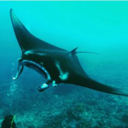 manta ray
